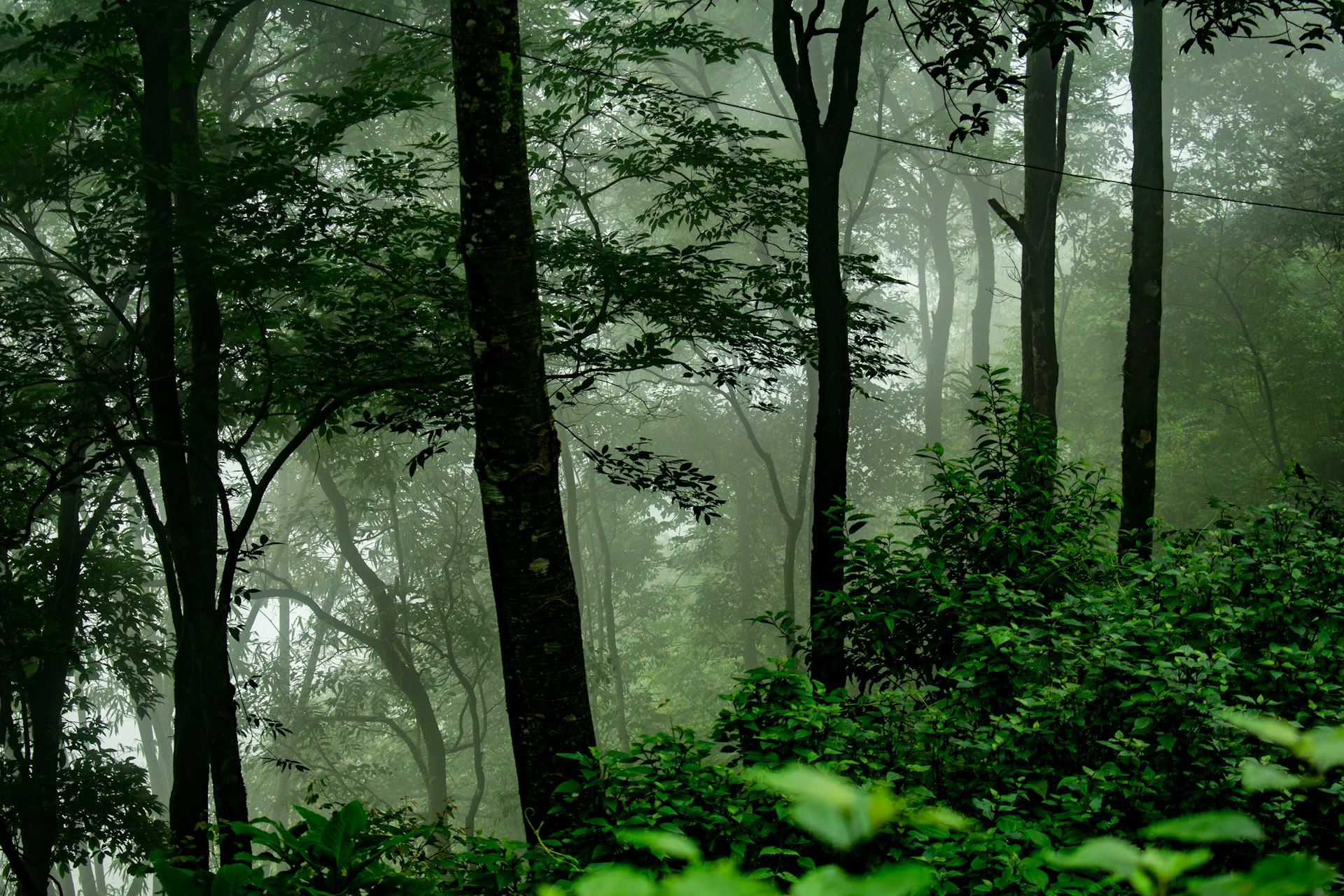 a forest with fog